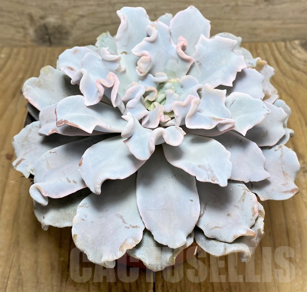 SHPR22389 Echeveria 'Crispate Beauty'