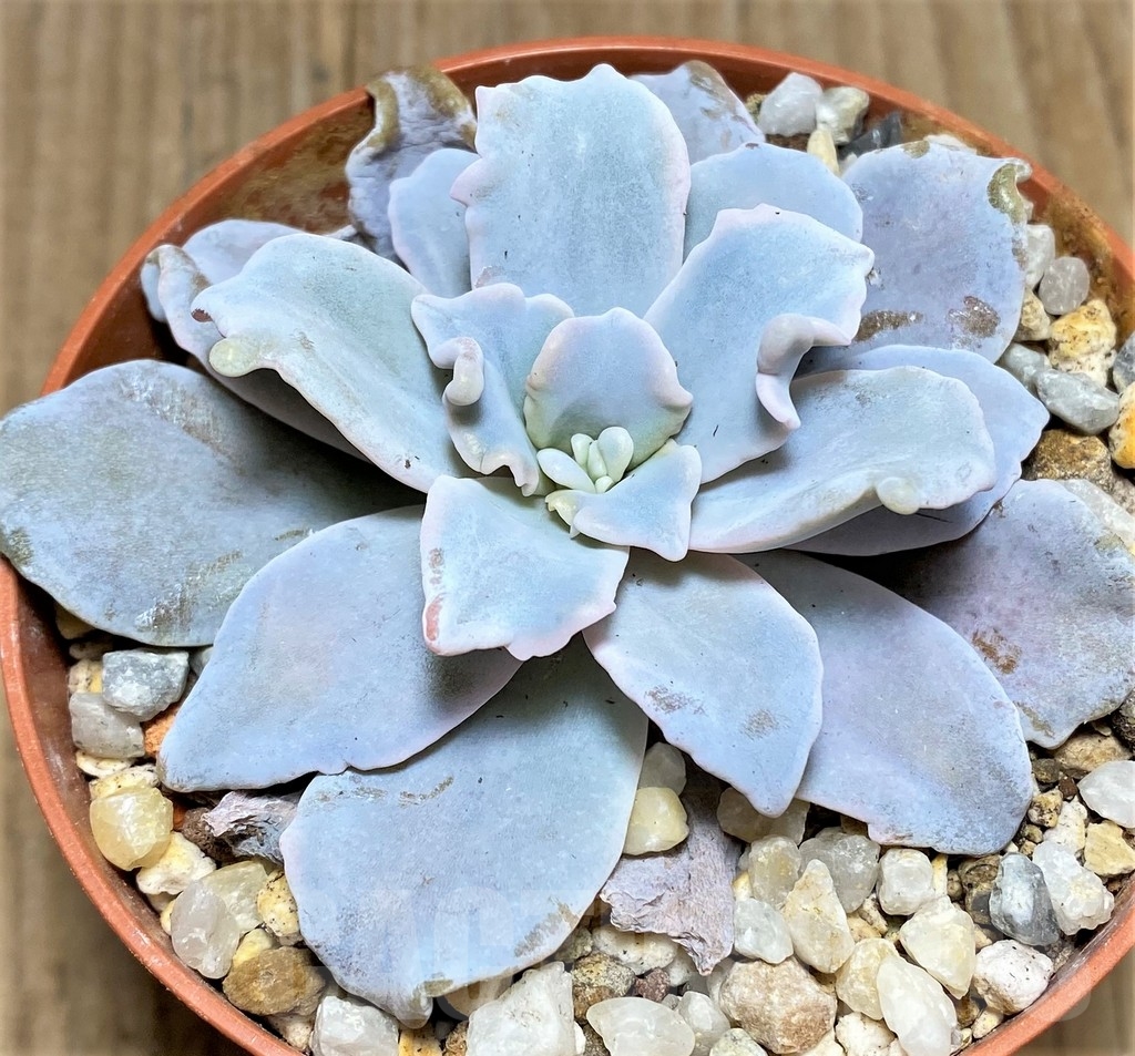 SHPR22390 Echeveria 'Crispate Beauty' - Image 2