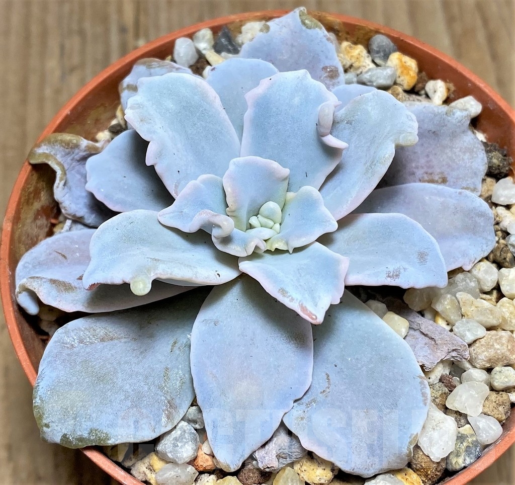 SHPR22390 Echeveria 'Crispate Beauty'