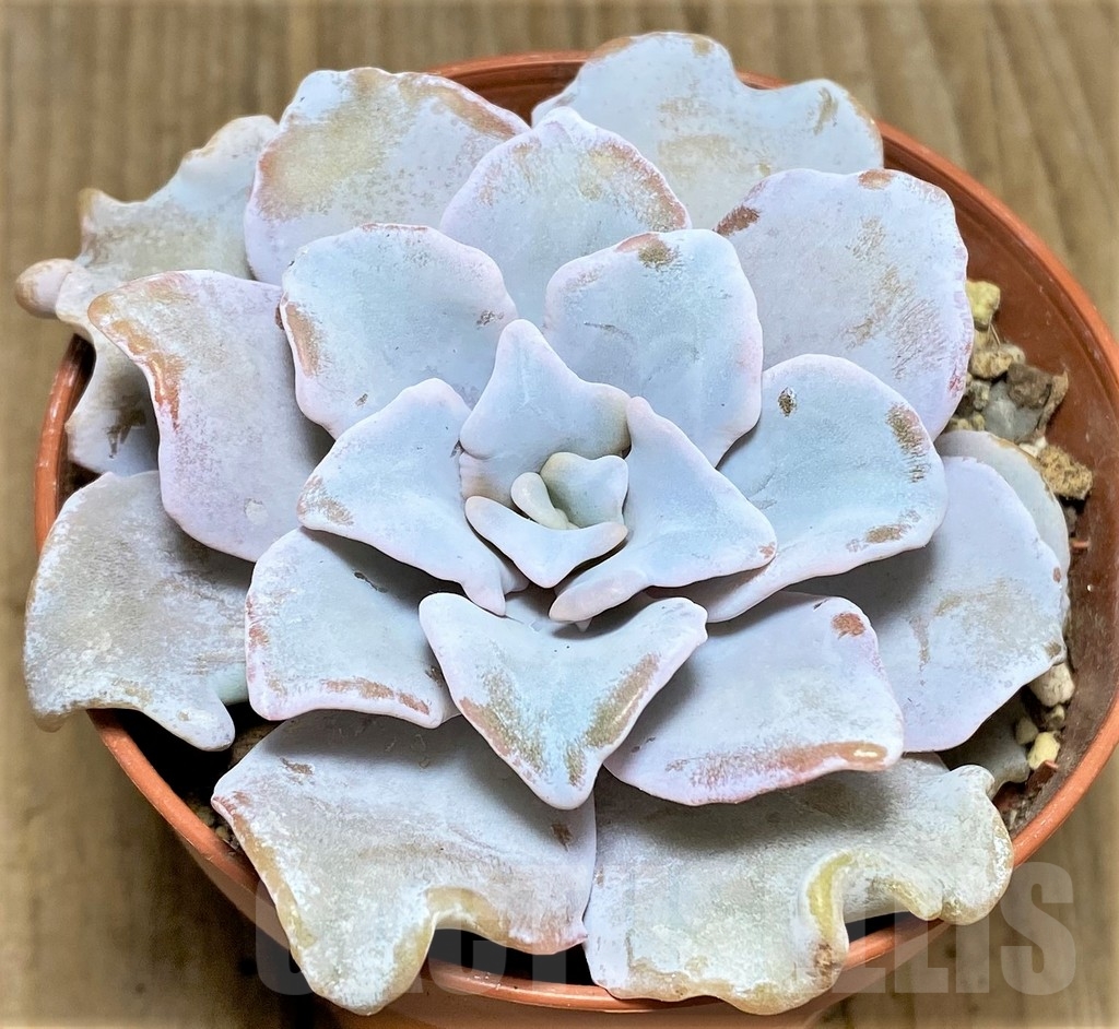 SHPR22391 Echeveria 'Crispate Beauty' - Image 2