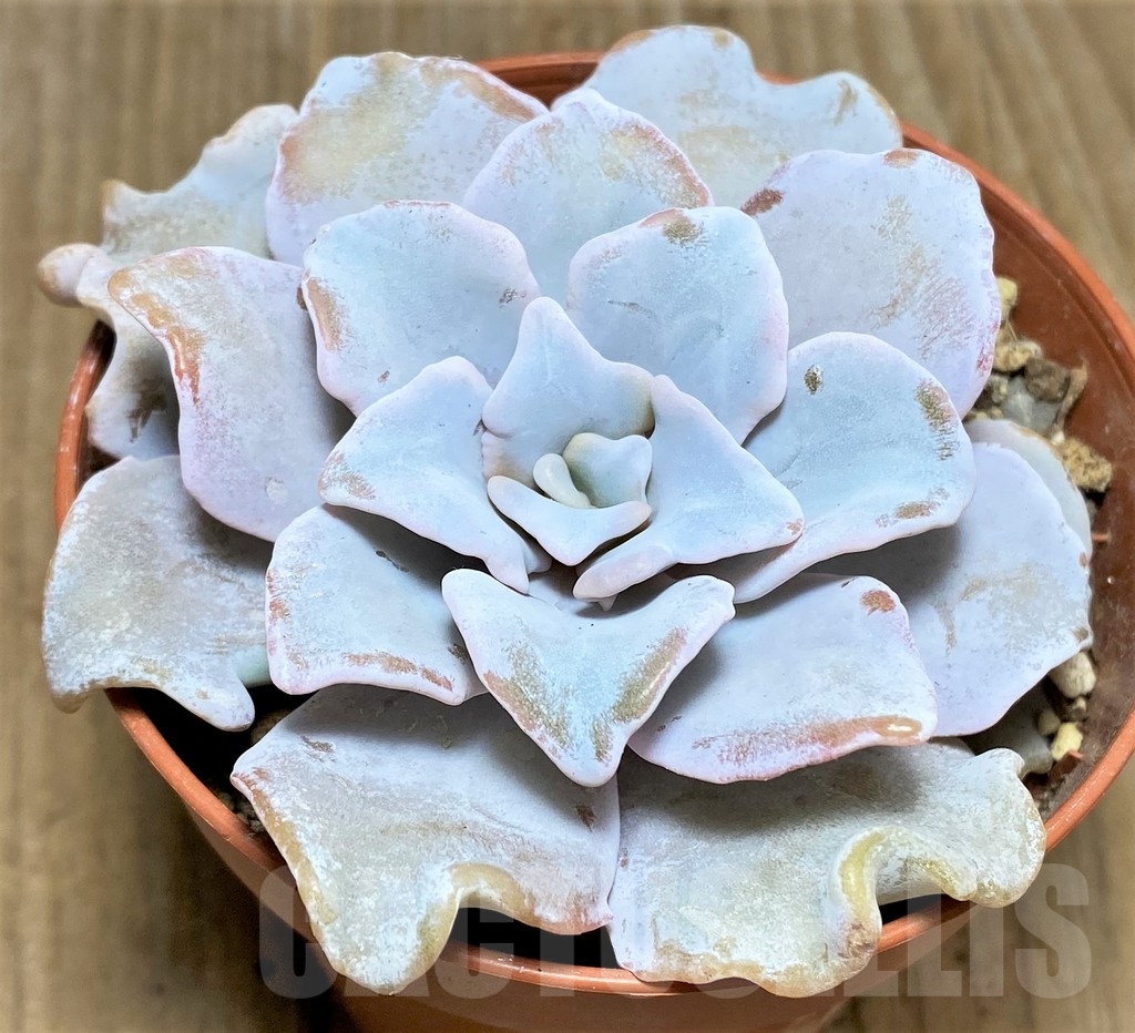 SHPR22391 Echeveria 'Crispate Beauty'