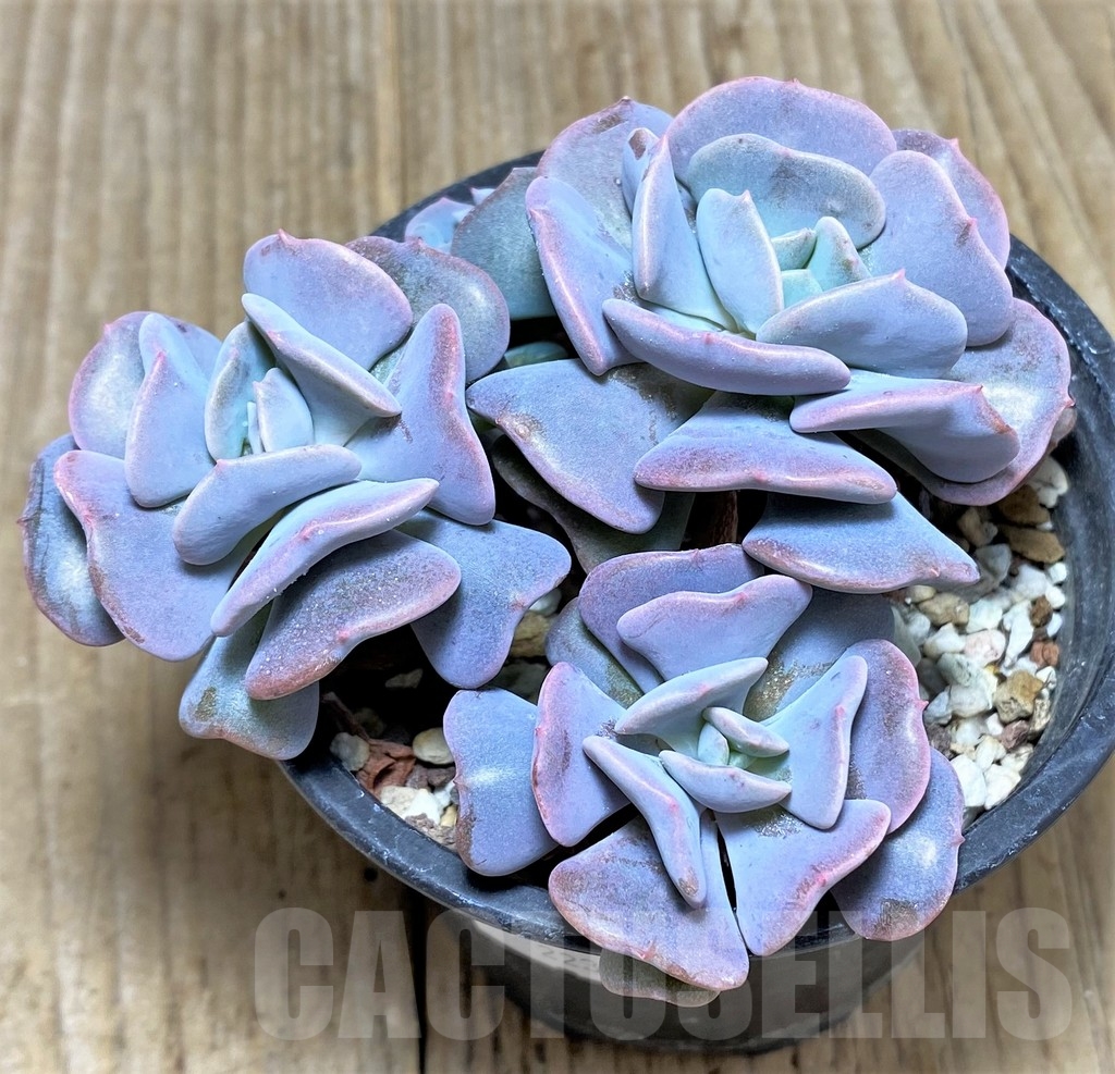 SHPR22392 Echeveria 'Cubic Frost' - Image 2