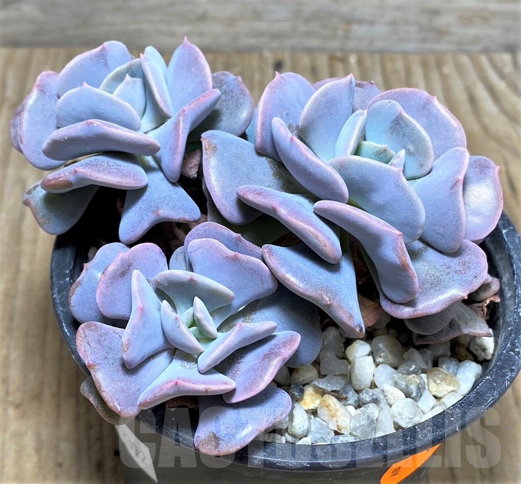 SHPR22392 Echeveria 'Cubic Frost'