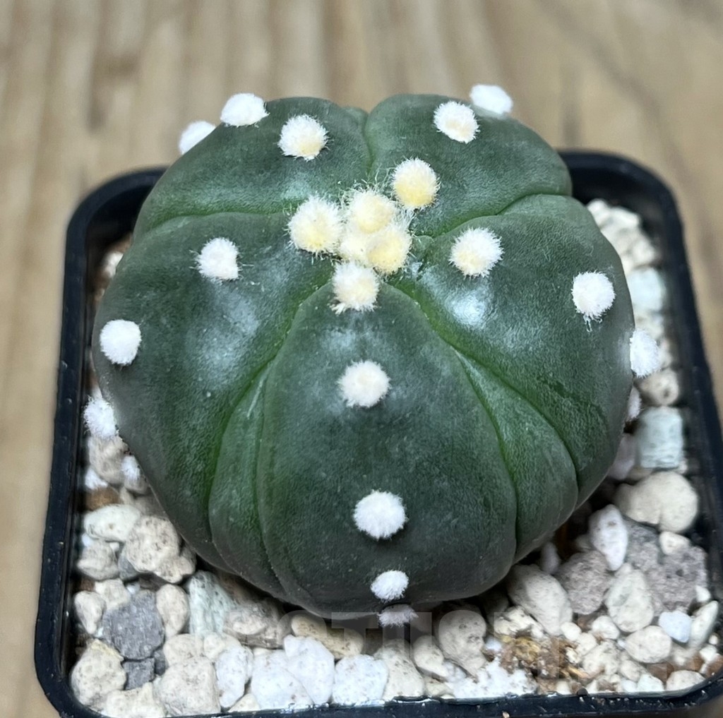 SHPR21632 Astrophytum asterias ‘Kikko’, 5-ribs
