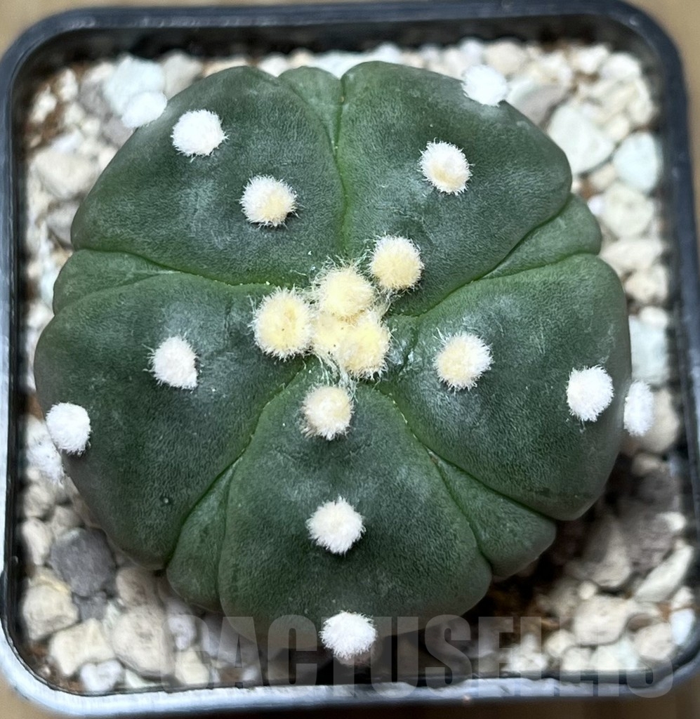 SHPR21632 Astrophytum asterias ‘Kikko’, 5-ribs - immagine 2
