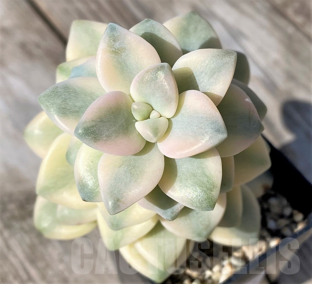 SHPR22465 Graptopetalum 'Apricot' f. variegata