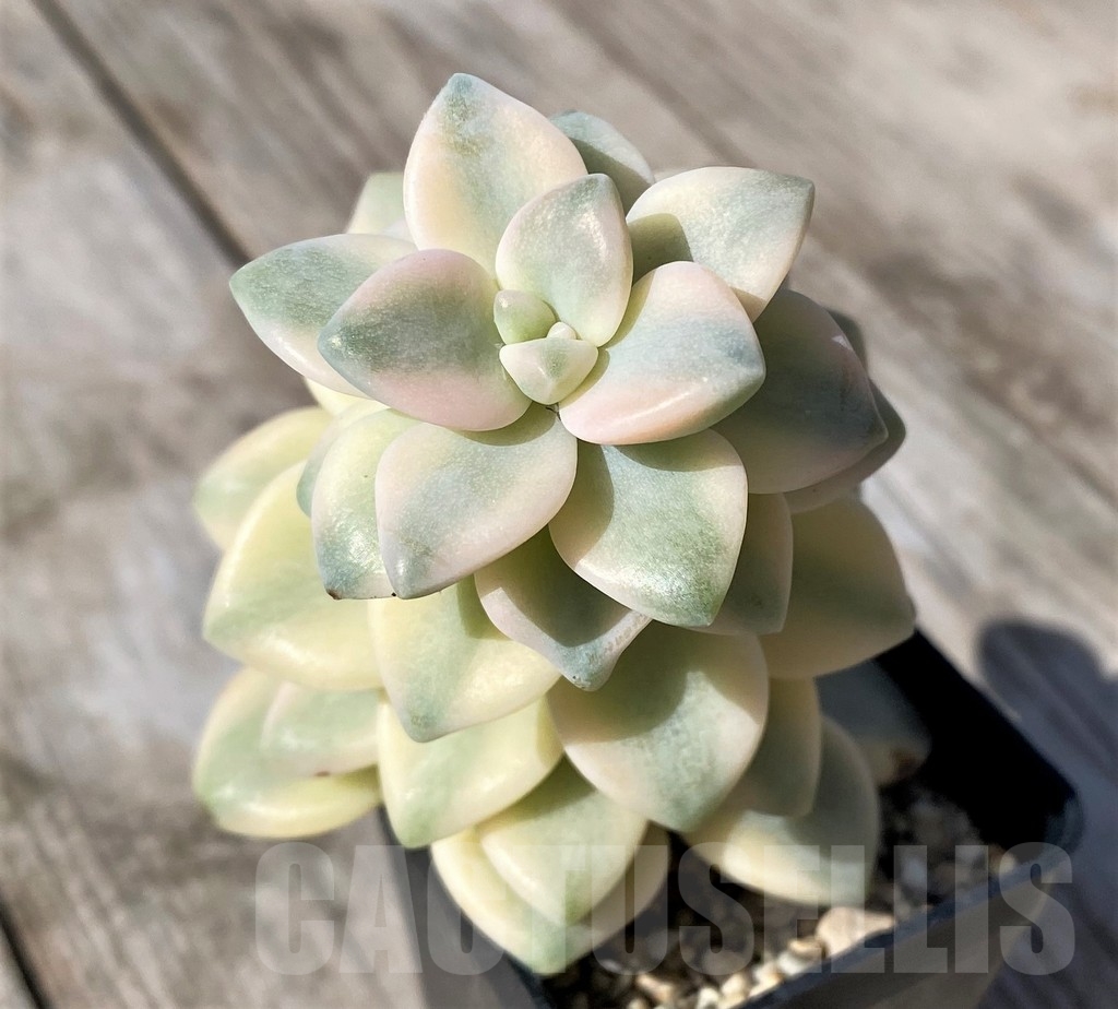 SHPR22465 Graptopetalum 'Apricot' f. variegata - immagine 2