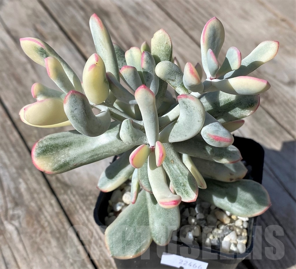 SHPR22466 Cotyledon orbiculata f. variegata