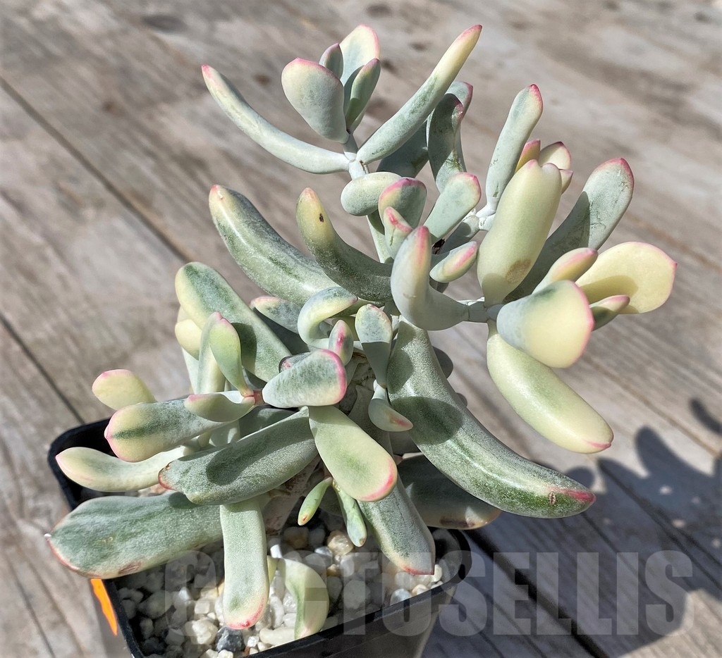 SHPR22466 Cotyledon orbiculata f. variegata - immagine 2