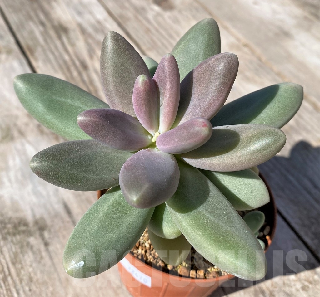 SHPR22470 Pachyphytum 'Diamond'