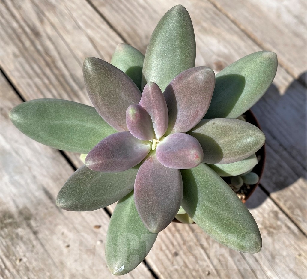 SHPR22470 Pachyphytum 'Diamond' - 画像 (2)