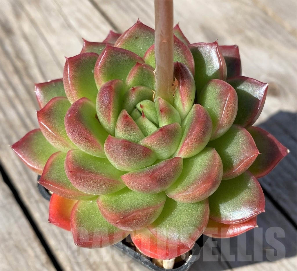 SHPR22472 Echeveria sp. – Bild 2