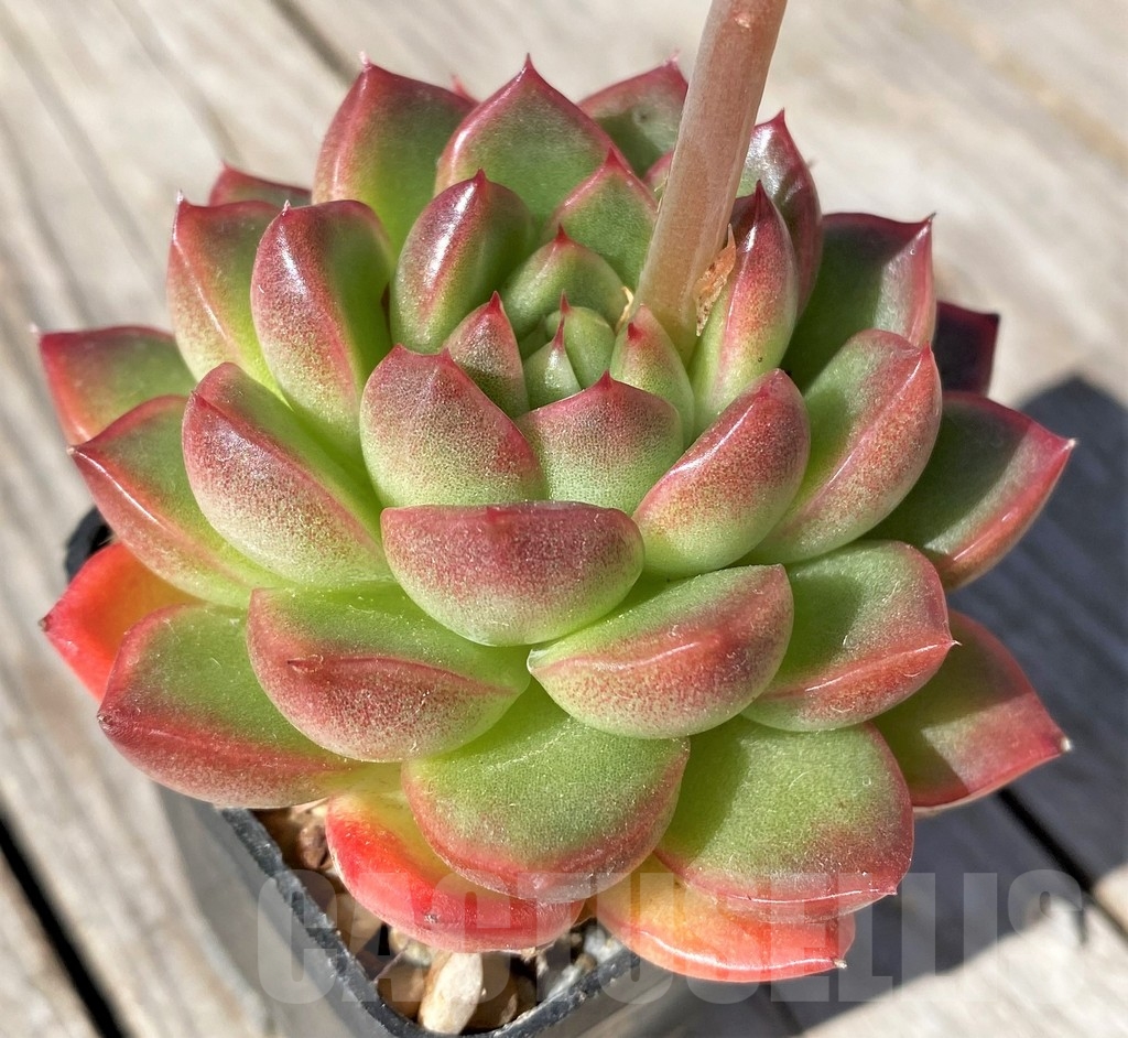 SHPR22472 Echeveria sp.