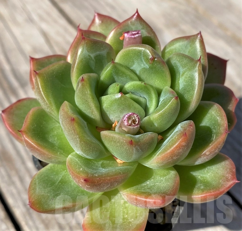 SHPR22473 Echeveria 'Orange Champagne' hybrid