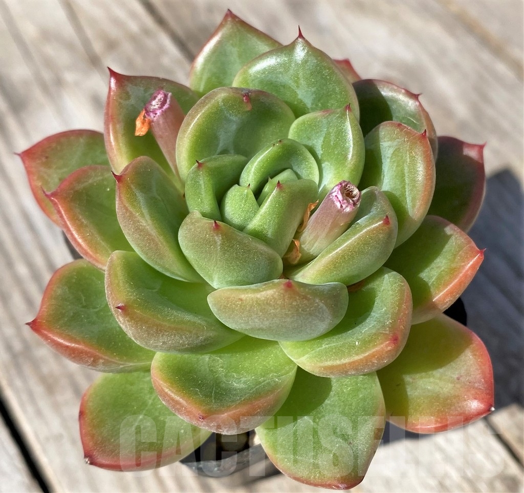 SHPR22473 Echeveria 'Orange Champagne' hybrid – Bild 2