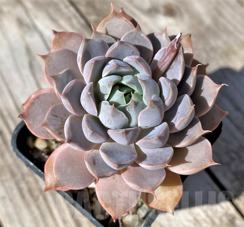 SHPR22474 Echeveria 'Orion'