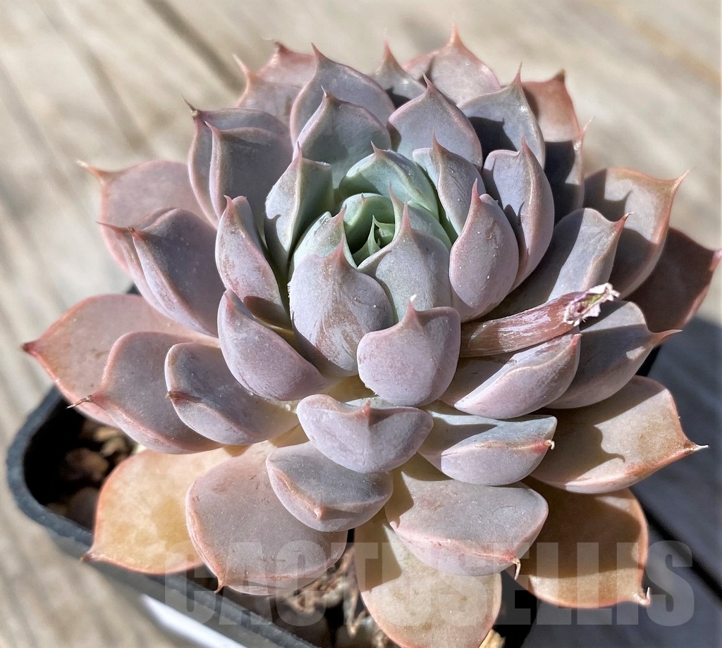 SHPR22474 Echeveria 'Orion' - Image 2