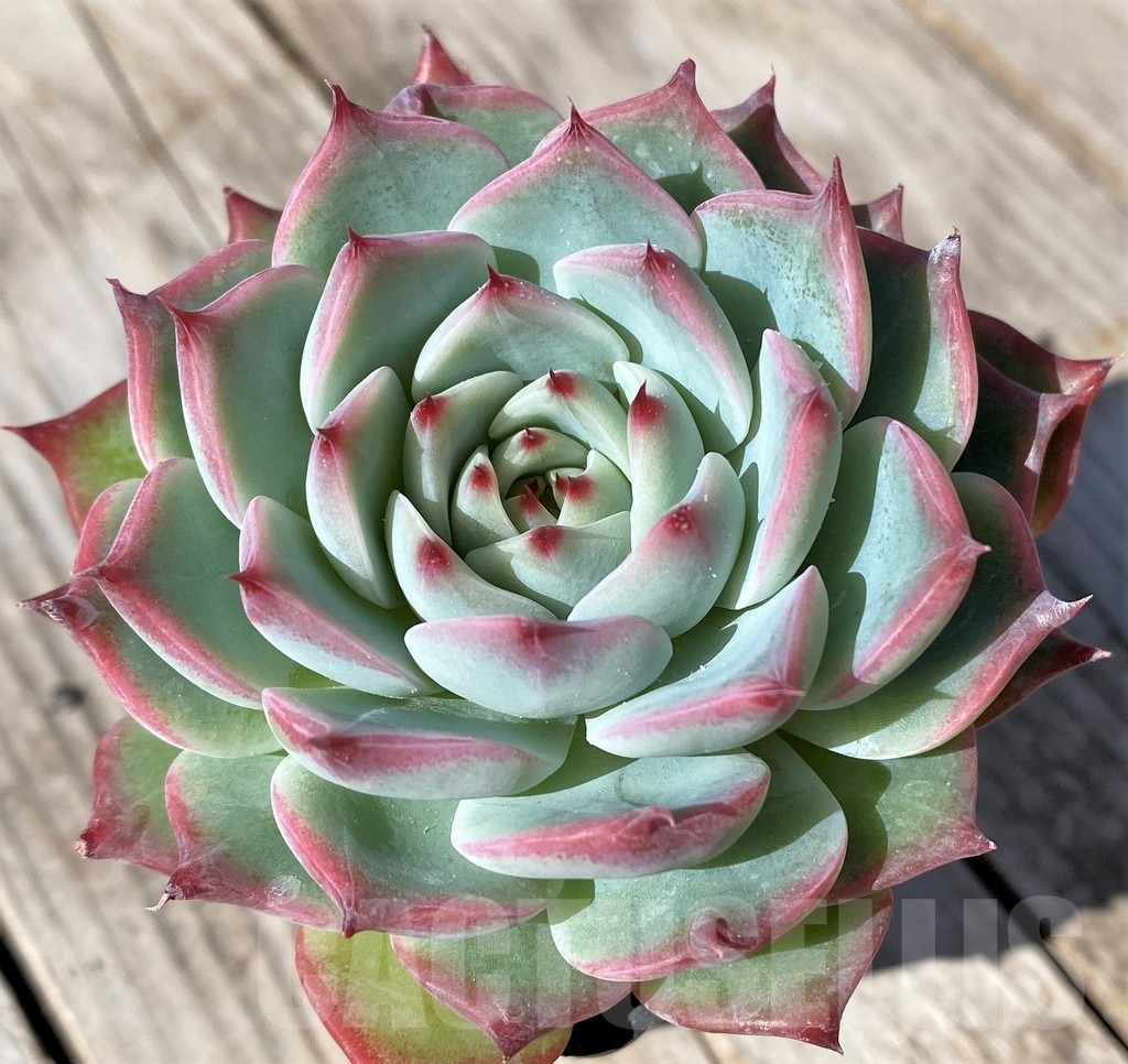 SHPR22475 Echeveria chihuahuaensis - Image 2
