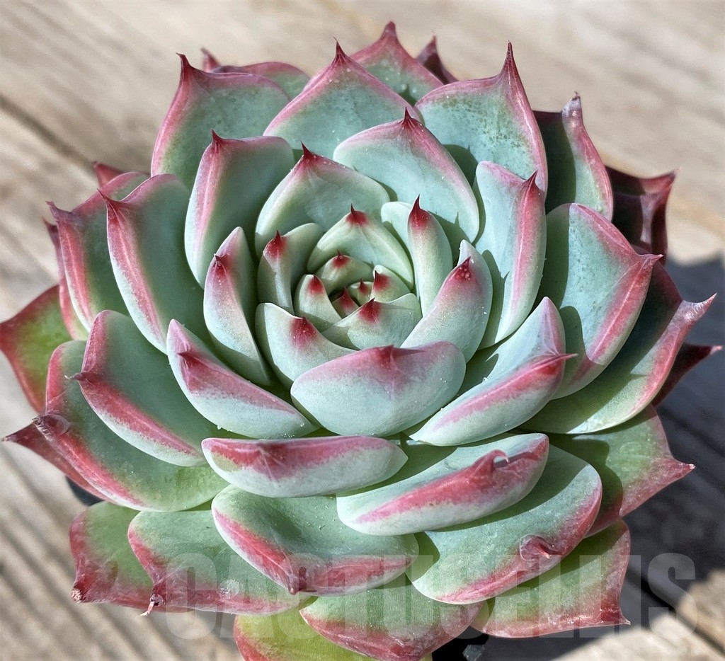 SHPR22475 Echeveria chihuahuaensis