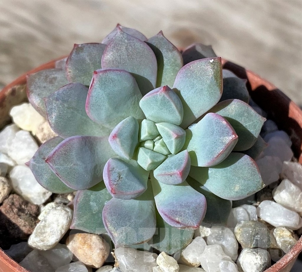 SHPR22476 Echeveria subcorymbosa Lau 030