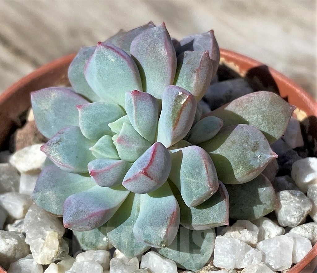 SHPR22476 Echeveria subcorymbosa Lau 030 - Image 2