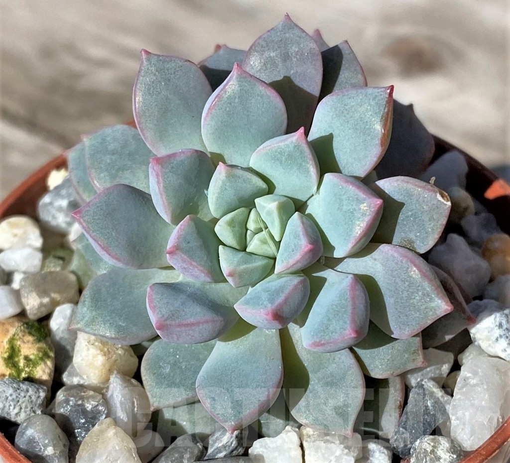 SHPR22477 Echeveria subcorymbosa Lau 030