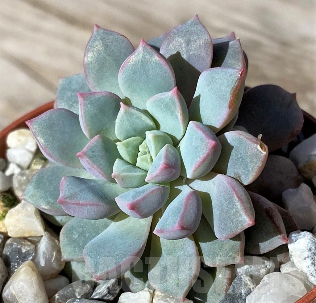 SHPR22477 Echeveria subcorymbosa Lau 030 - Image 2