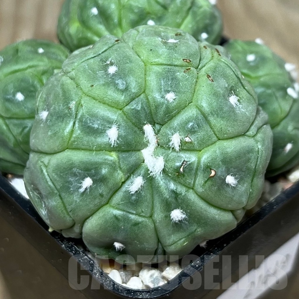 SHPR21649 Astrophytum asterias ‘Kikko Lizard Skin’
