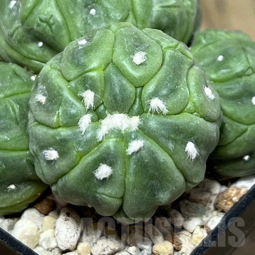 SHPR21649 Astrophytum asterias ‘Kikko Lizard Skin’ - Image 2