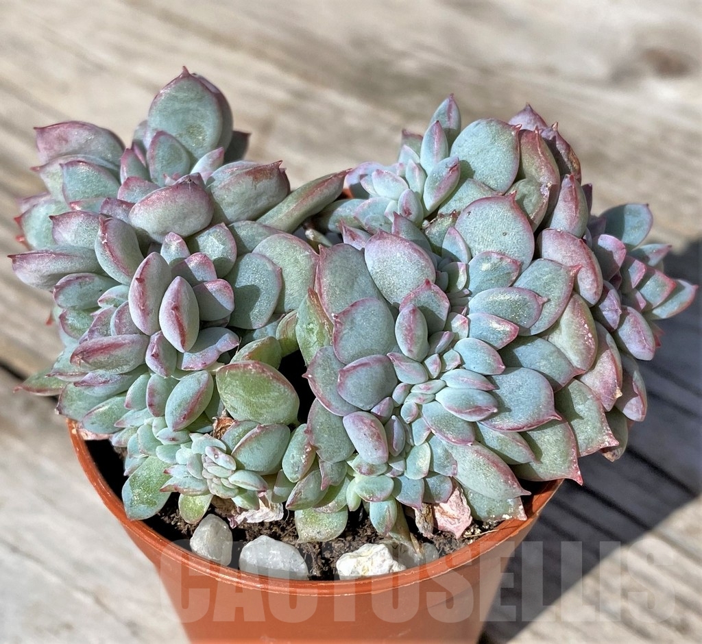 SHPR22481 Echeveria 'Pink Edge' f. cristata