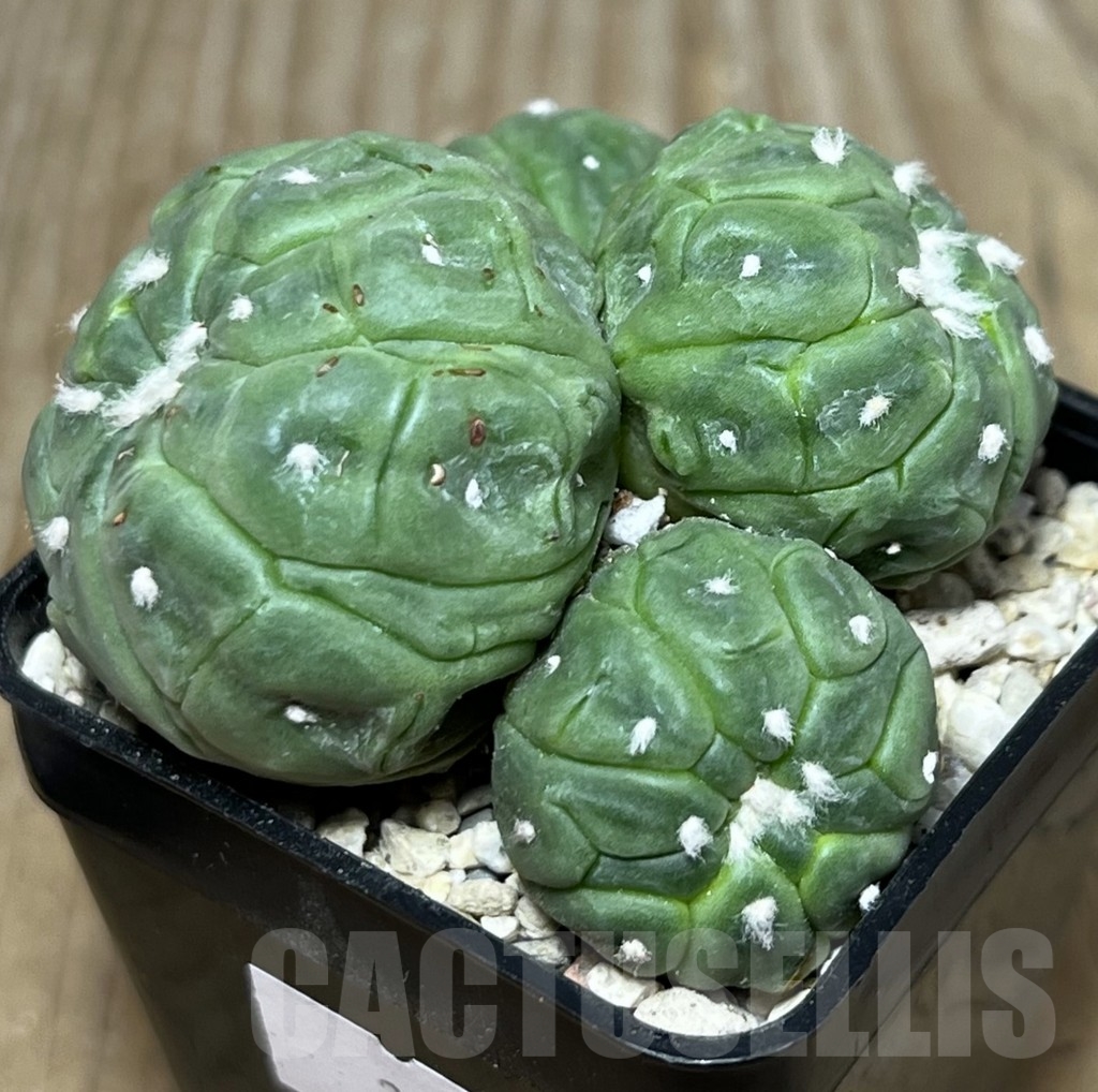 SHPR21649 Astrophytum asterias ‘Kikko Lizard Skin’ - Image 3