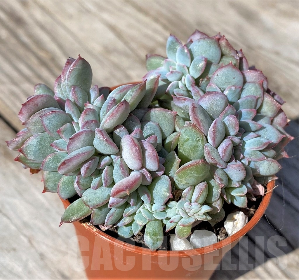 SHPR22481 Echeveria 'Pink Edge' f. cristata - 画像 (2)