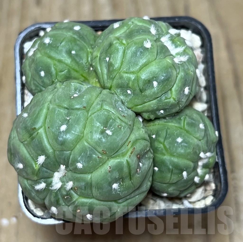 SHPR21649 Astrophytum asterias ‘Kikko Lizard Skin’ - Image 4