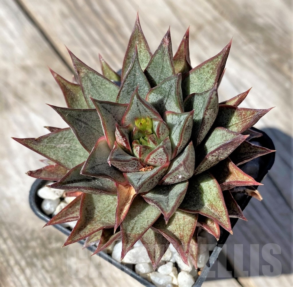 SHPR22485 Echeveria purpusorum - Зображення 2