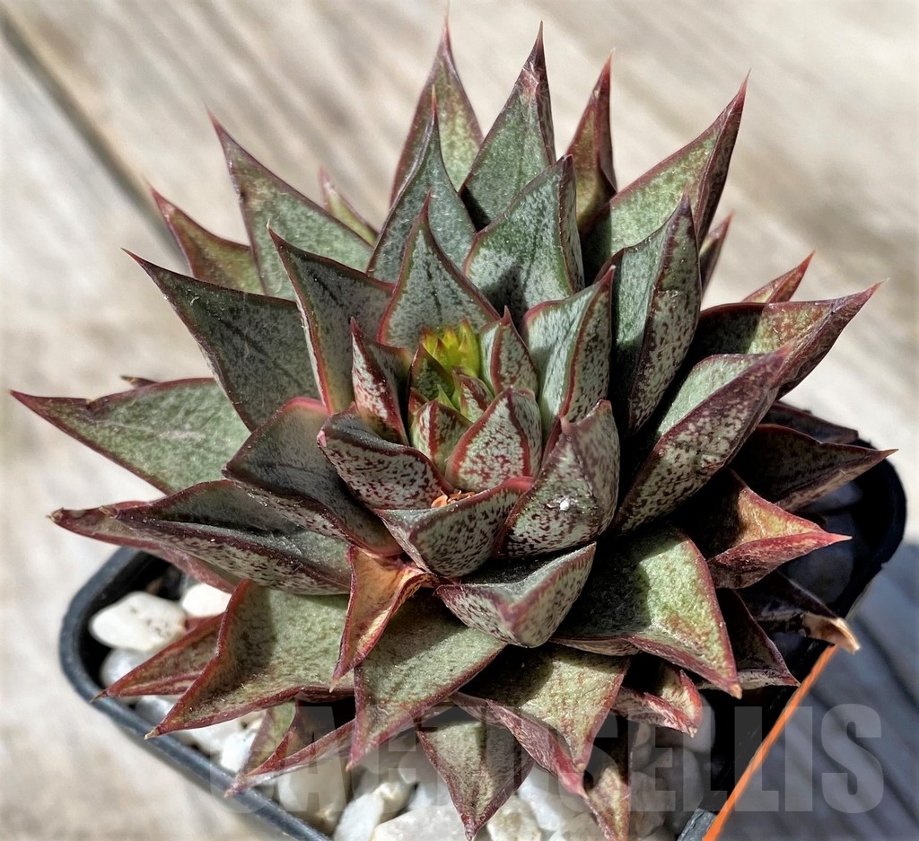 SHPR22485 Echeveria purpusorum