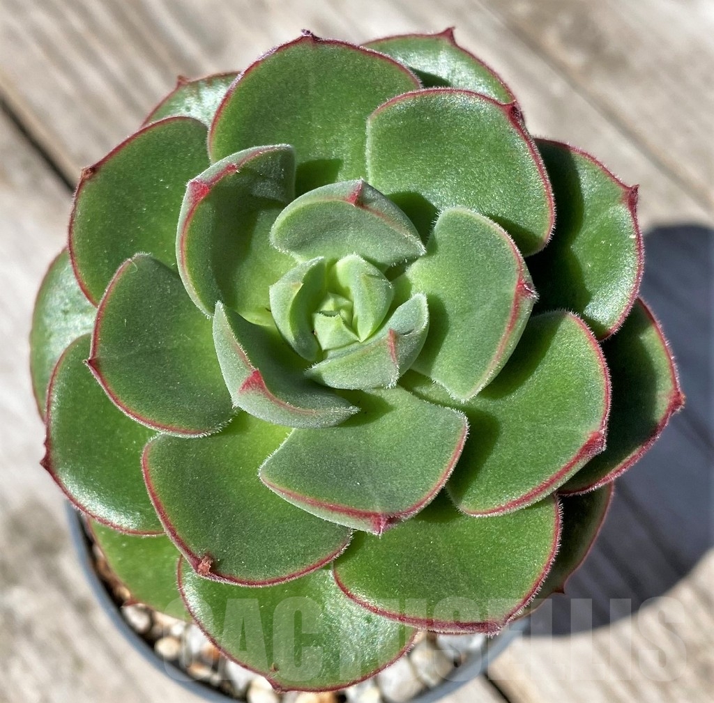 SHPR22488 Echeveria 'Joan Daniels' hybrid