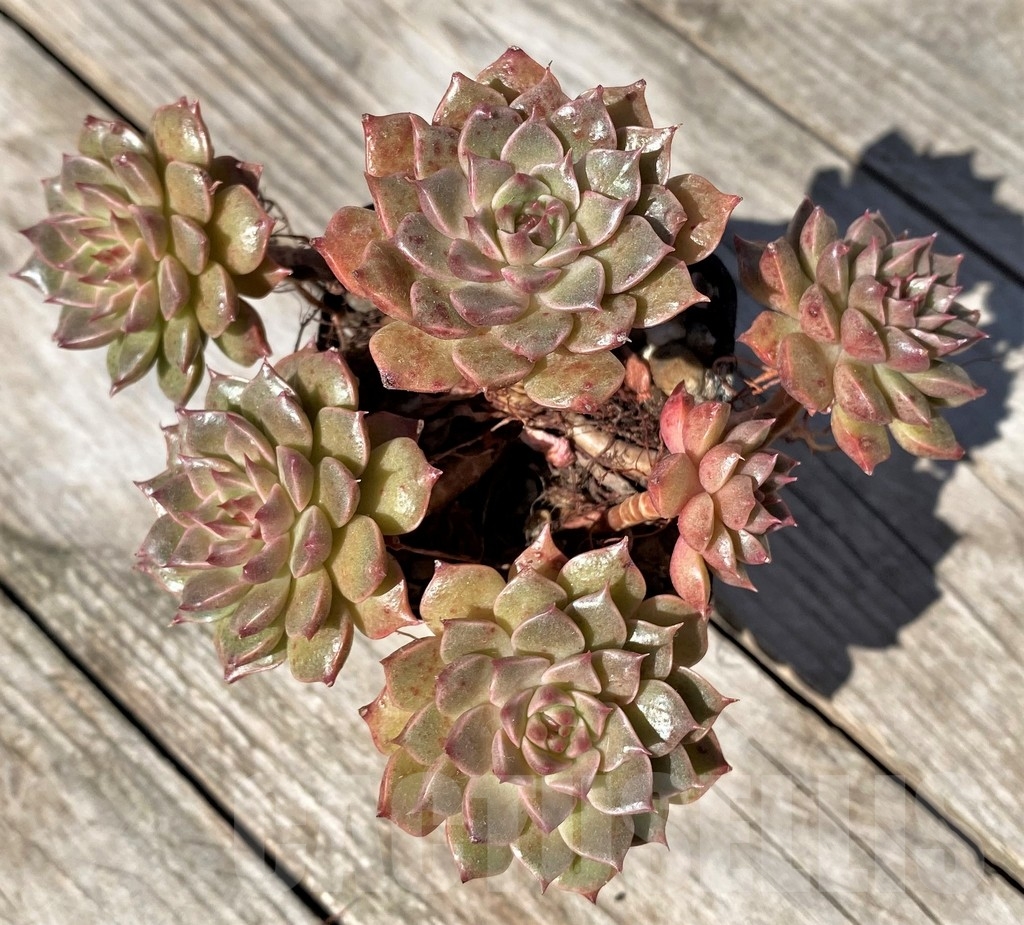 SHPR22489 Echeveria 'Olivia'