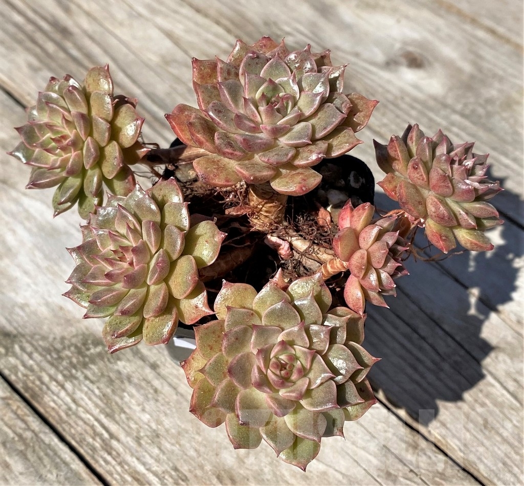 SHPR22489 Echeveria 'Olivia' - Image 3