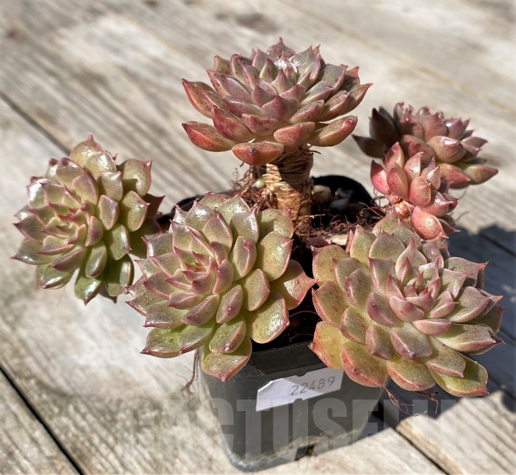 SHPR22489 Echeveria 'Olivia' - Image 2