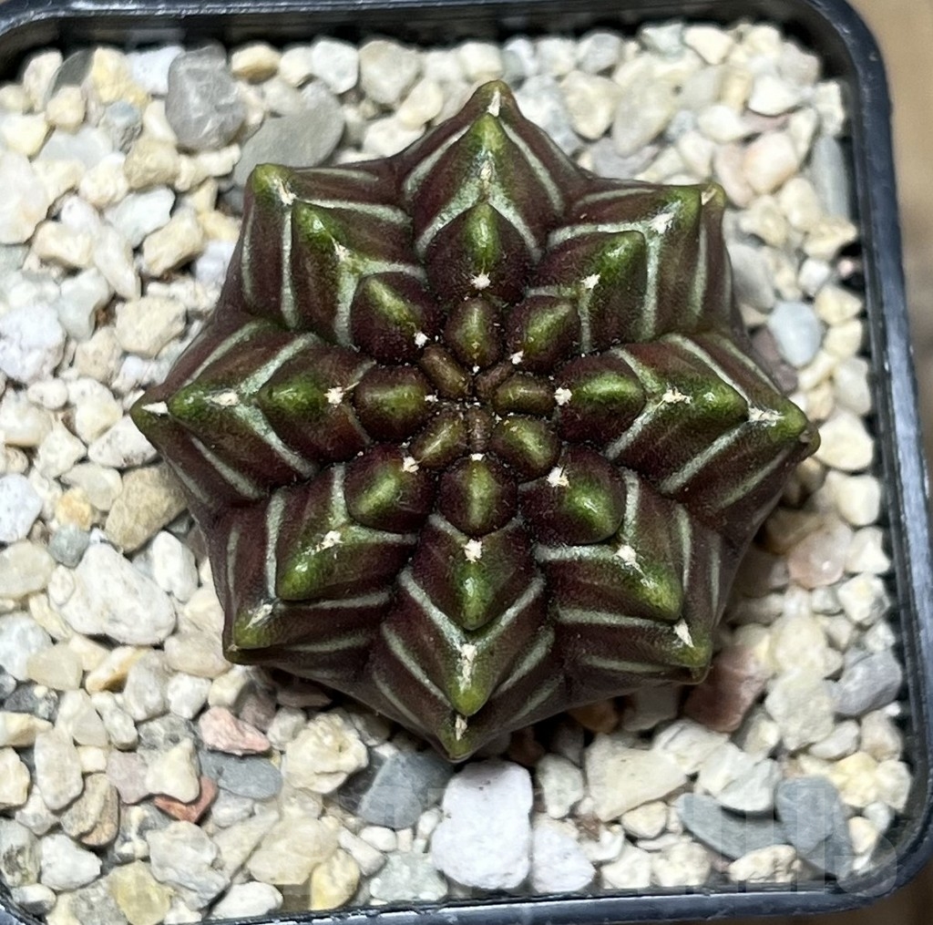 SHPR21657 Gymnocalycium mihanovichii ‘Day dream’, seedling - Obrázek 2