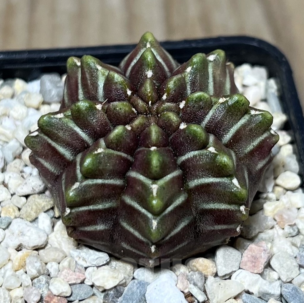 SHPR21657 Gymnocalycium mihanovichii ‘Day dream’, seedling