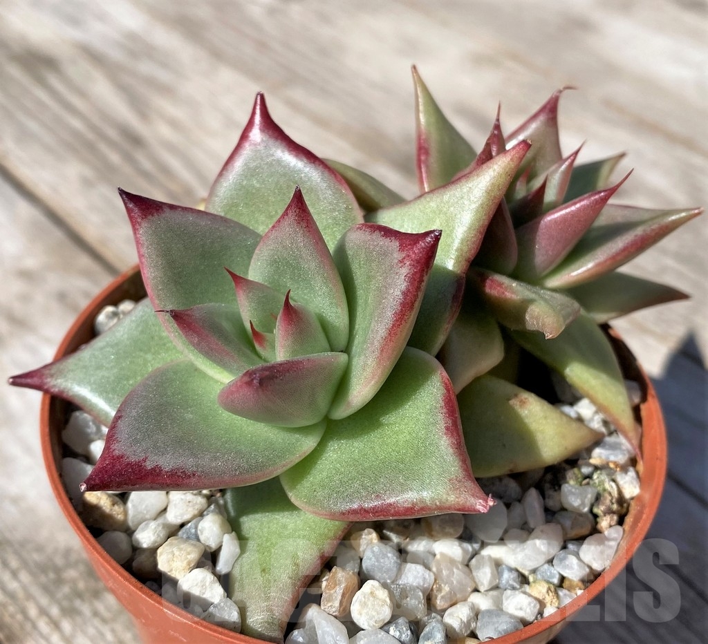SHPR22495 Echeveria agavoides 'Romeo Rubin', 2 heads