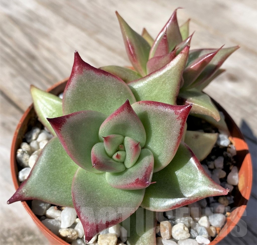 SHPR22495 Echeveria agavoides 'Romeo Rubin', 2 heads – Bild 2