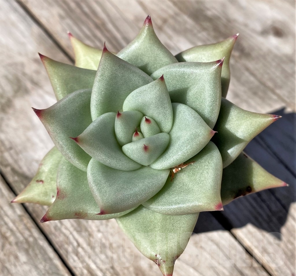 SHPR22497 Echeveria agavoides – Bild 2