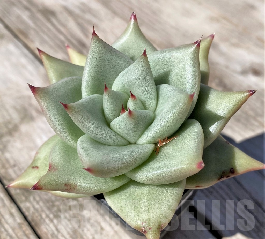 SHPR22497 Echeveria agavoides