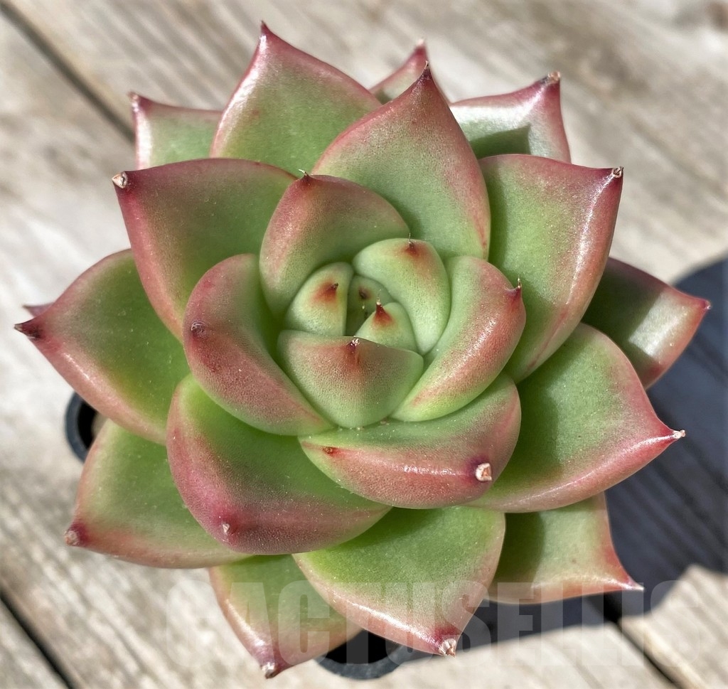 SHPR22498 Echeveria agavoides – Image 2