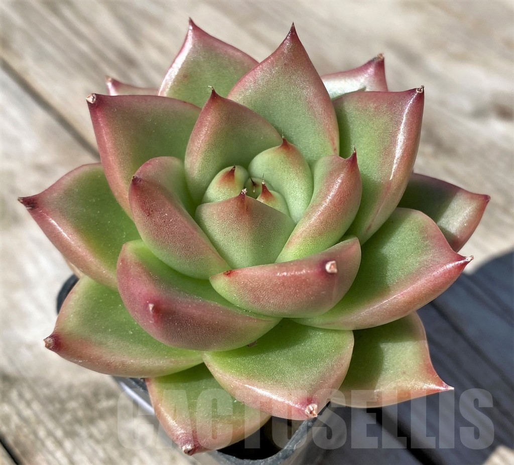 SHPR22498 Echeveria agavoides