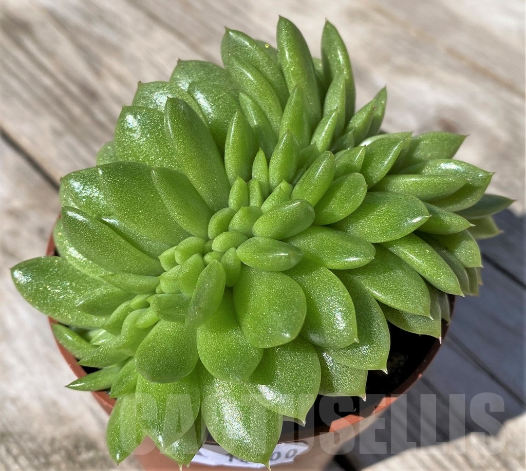 SHPR22500 Echeveria agavoides f. cristata