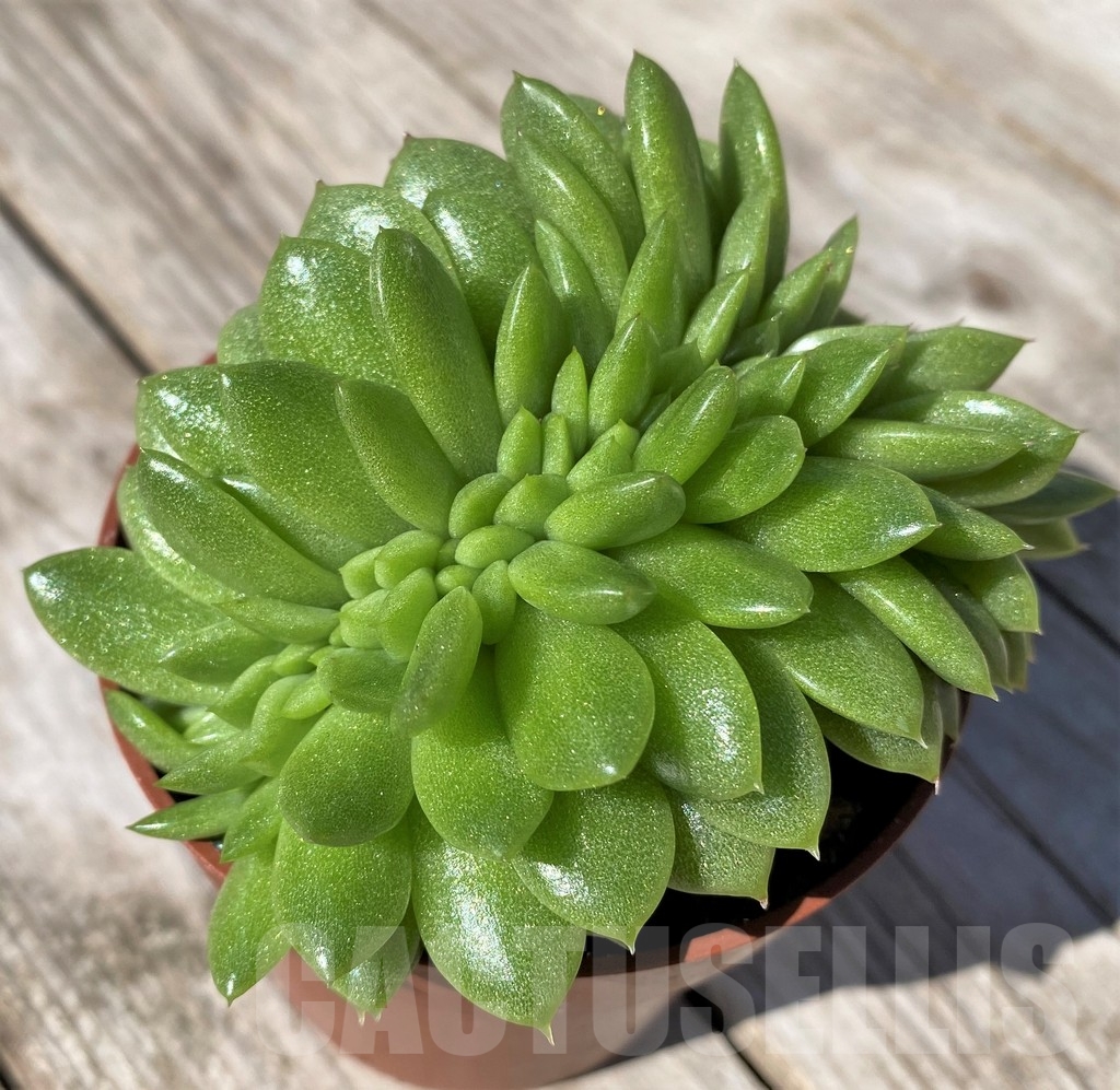 SHPR22500 Echeveria agavoides f. cristata – Image 2