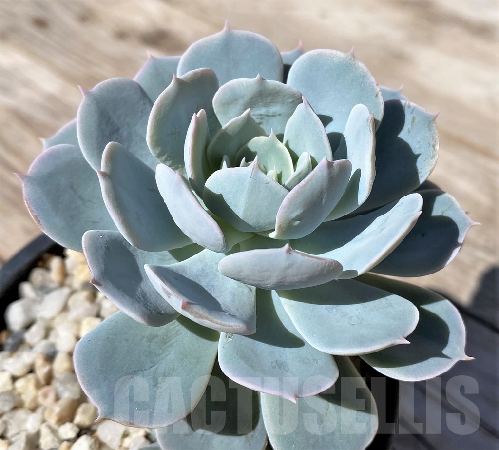 SHPR22502 Echeveria peacockii – Image 2